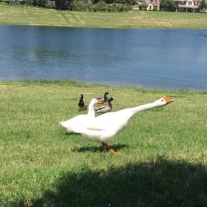 Meet your Posher, Pamela